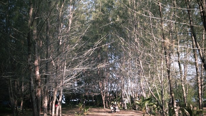 Wisata Pantai dan Hutan Cemara Laut Desa Nonong Patut Dikunjungi